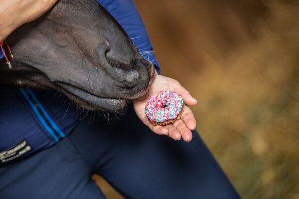 PONY BUENO DONUT TREATS - Image 4