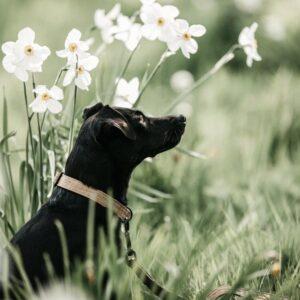 Dog lead