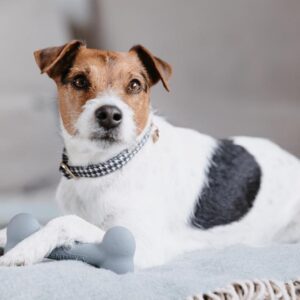 Dog toy silicone bone