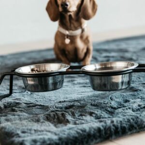 Dog Bowl comfort feeder