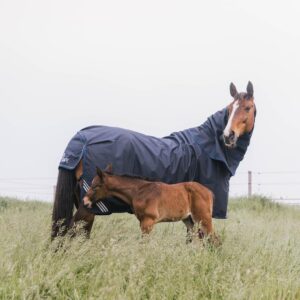 Turnout rug all weather waterproof comfort 200g