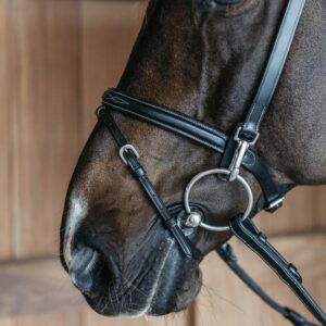 Training Bridle