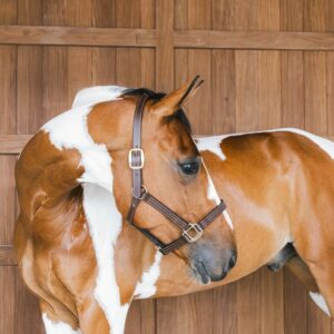 Leather halter Wellington