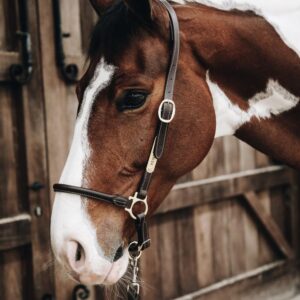 Leather grooming halter