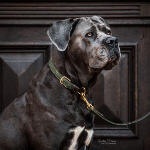 Plaited Nylon Dog collar