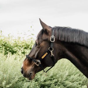 Control Halter Nylon