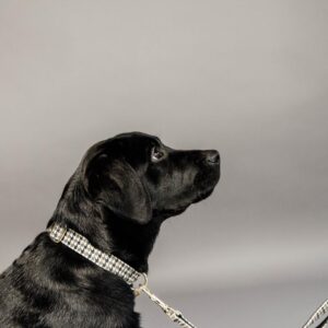 Dog Collar Pied-de-Poule