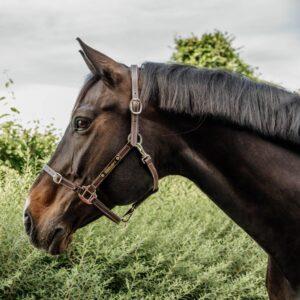 Leather halter flexible