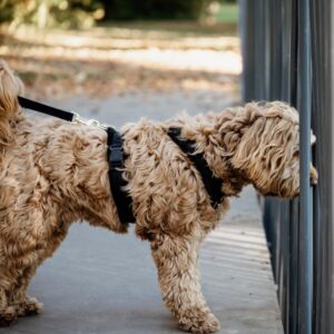 Dog Harness active velvet