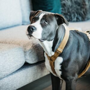 Dog Harness loop velvet
