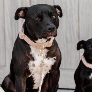 Dog Collar teddy fleece