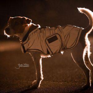 Dog coat reflective & water repellent