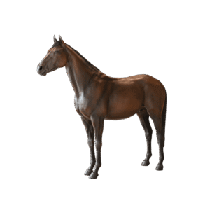 Horse mannequin